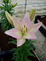 [1690 PartyDiamond DJ No01.JPG]